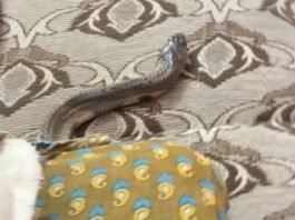 வீட்டு மெத்தையில் பாம்பு – பரபரப்பு