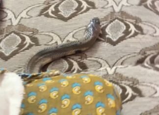 வீட்டு மெத்தையில் பாம்பு – பரபரப்பு