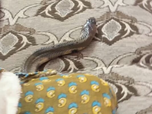 வீட்டு மெத்தையில் பாம்பு – பரபரப்பு