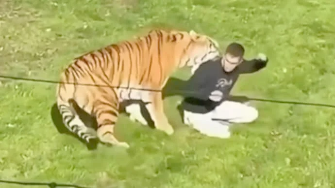 tiger